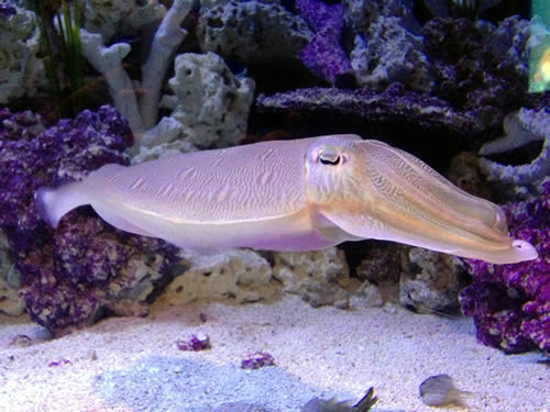 monterey bay aquarium